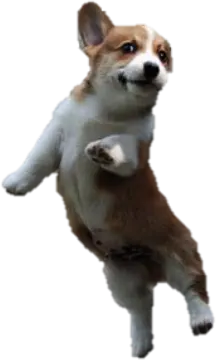 a brown and white dog jumping in the air