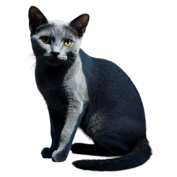 a black and white cat with green eyes