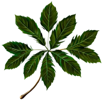 a green leaf on a white background