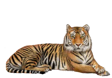 a drawing of a tiger laying down