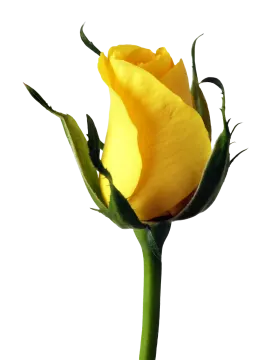 a single yellow rose on a white background