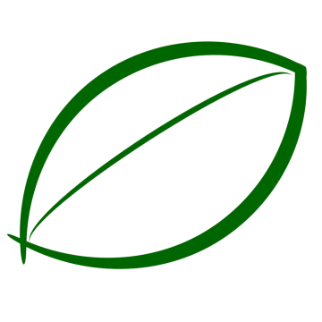 a green leaf on a white background