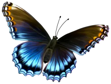 a blue butterfly on a white background