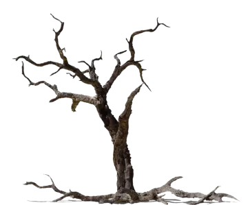 a dead tree with no leaves on it
