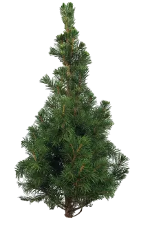 a small pine tree on a white background