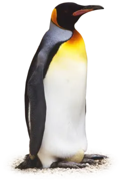 a penguin standing on top of a pile of sand