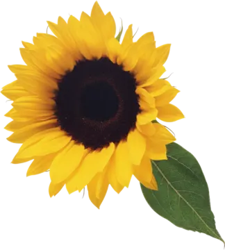 a sunflower on a white background