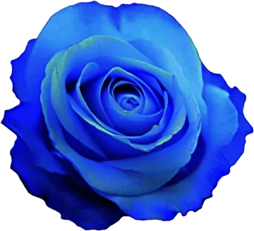 a blue rose on a white background