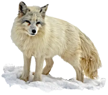 a white fox standing in the snow