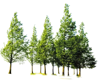 a row of trees