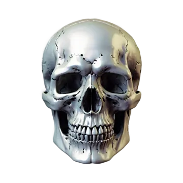 a human skull on a white background