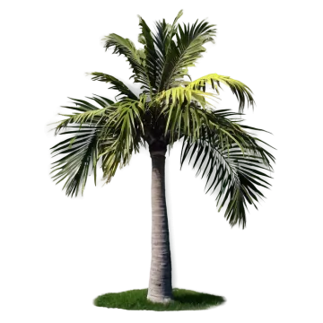a palm tree on a white background