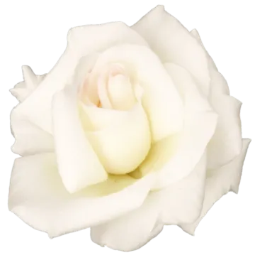 a single white rose on a white background