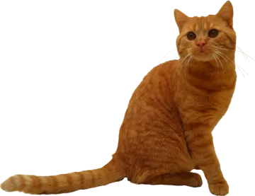 an orange cat sitting on a white surface