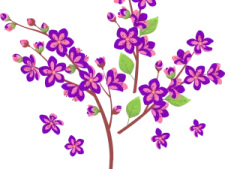 a purple flower on a white background