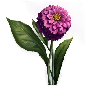 a purple flower on a white background
