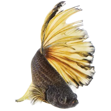 a close up of a fish on a white background