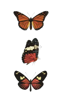 three butterflies on a white background