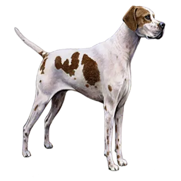 a brown and white dog standing on a white background