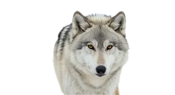 a gray wolf looking at the camera