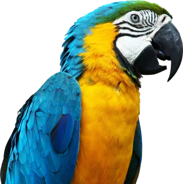 a blue and yellow parrot sitting on top of a tree