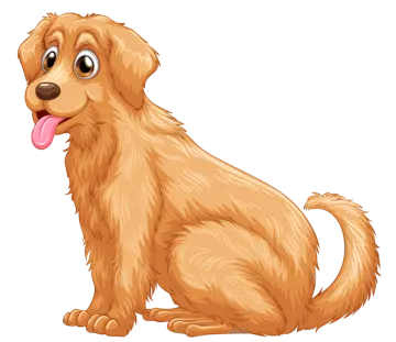 a brown dog sitting on a white background