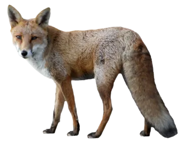a red fox standing on a white background