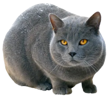a gray cat with yellow eyes sitting in the snow