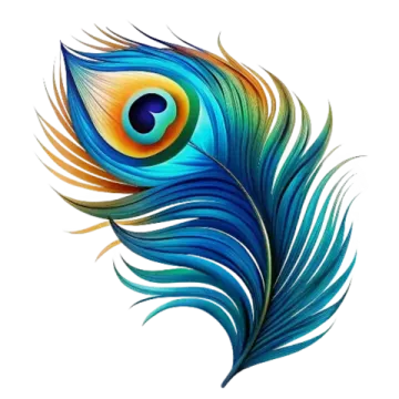 a colorful peacock feather on a white background