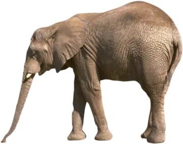 an elephant standing in front of a white background