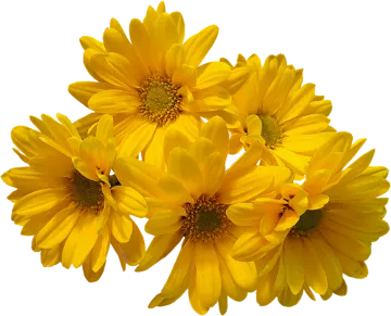 three yellow flowers on a white background
