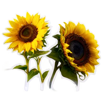 two yellow sunflowers