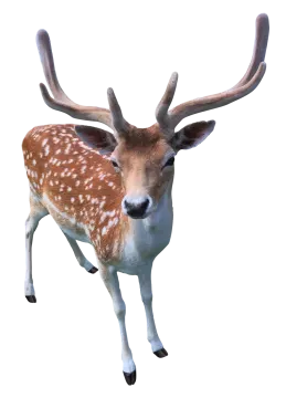 a deer that is standing up in the air