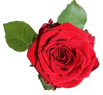 a red rose on a white background
