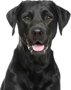 a black dog with its tongue out looking at the camera