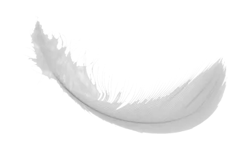 white feather on a white background