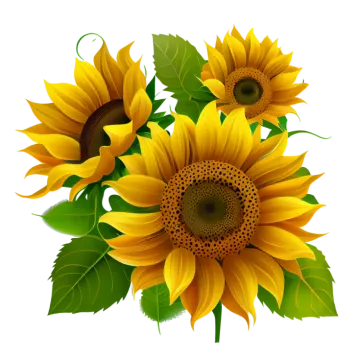 a bunch of sunflowers on a white background
