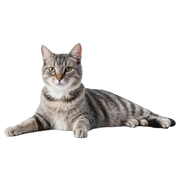 a gray and white cat laying down on the ground