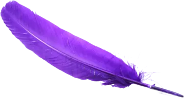 a purple feather on a white background
