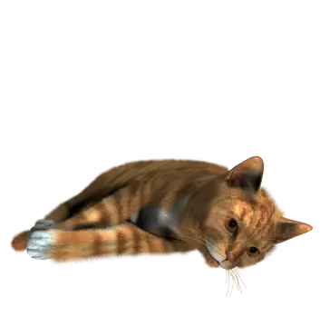 a cat is laying down on the floor