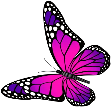 a purple butterfly on a white background