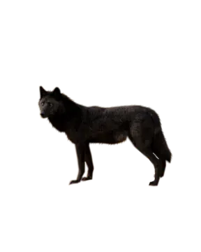 a black wolf on a white background