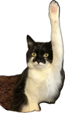 a black and white cat with its paw raised up