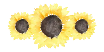 three sunflowers painted in watercolor