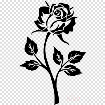a black rose on a transparent background