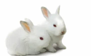 two white rabbits on a white background