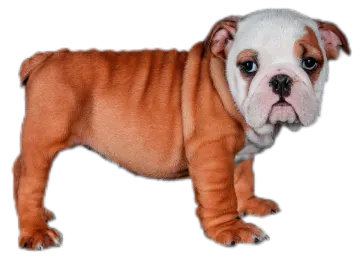 a small brown and white dog standing on a white surface