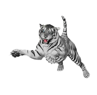 a white tiger jumping in the air