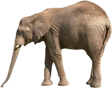 an elephant standing in front of a white background