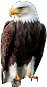 an eagle sitting on top of a branch